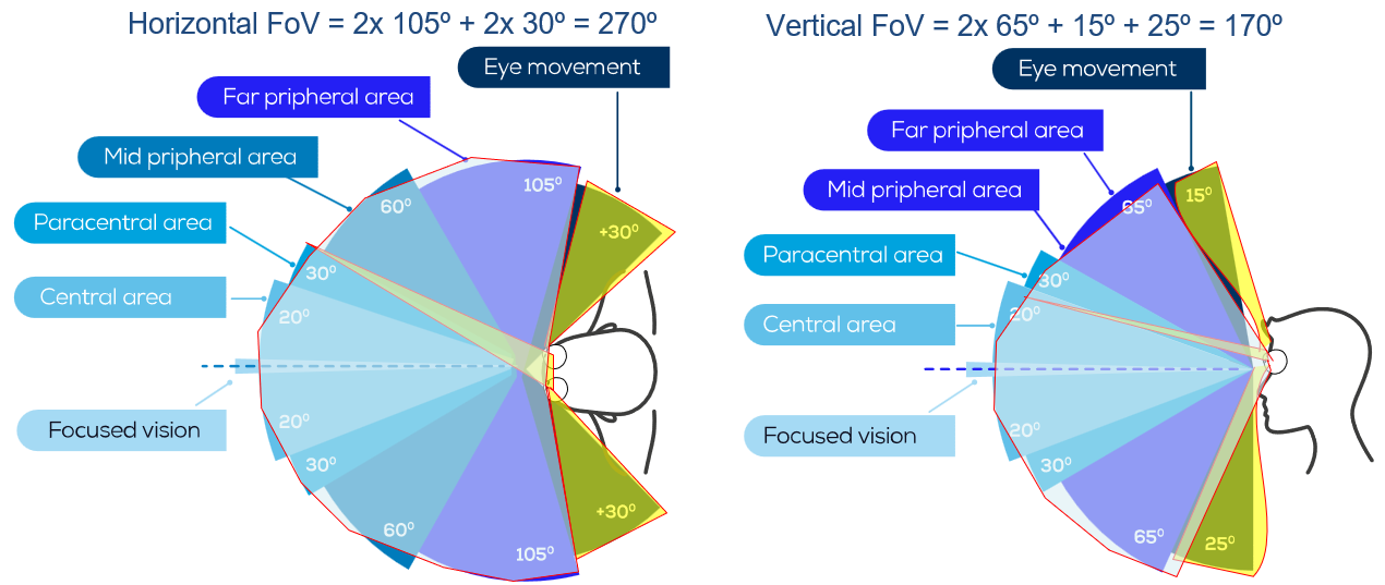 Human visual-field diagram showing horizontal and vertical coverage, central and peripheral vision, and the contribution of eye movement
